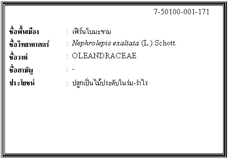 กล่องข้อความ: 7-50100-001-171 ชื่อพื้นเมือง : เฟิร์นใบมะขาม ชื่อวิทยาศาสตร์ : Nephrolepis exaltata (L.) Schott. ชื่อวงศ์ : OLEANDRACEAE ชื่อสามัญ : - ประโยชน์ : ปลูกเป็นไม้ประดับในร่ม-รำไร